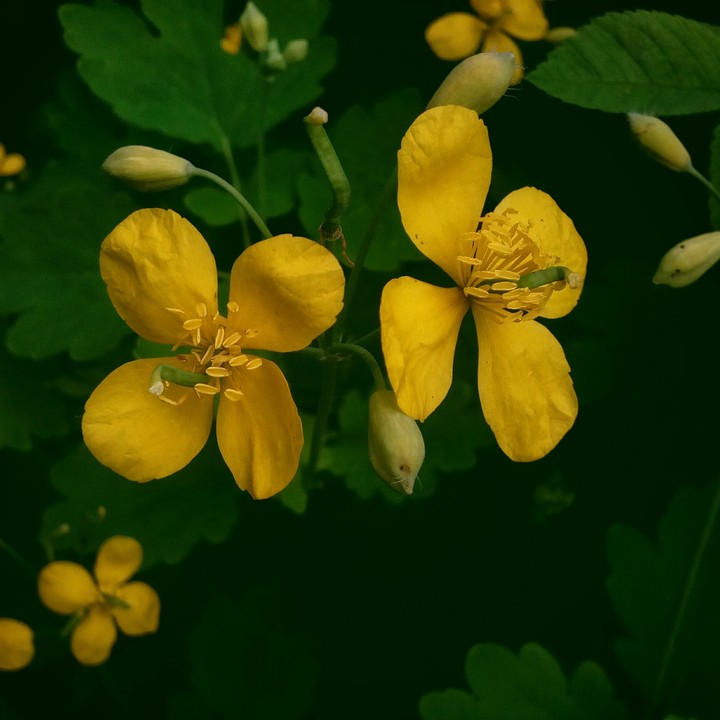 Flowers