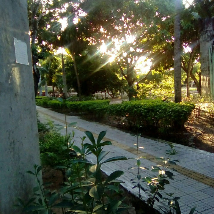 Verde da UF