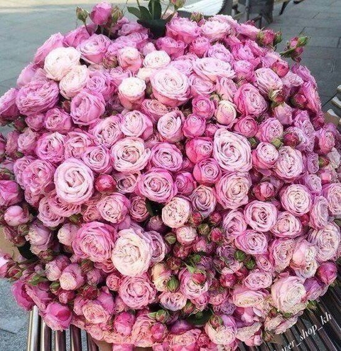 flower, pink壁纸