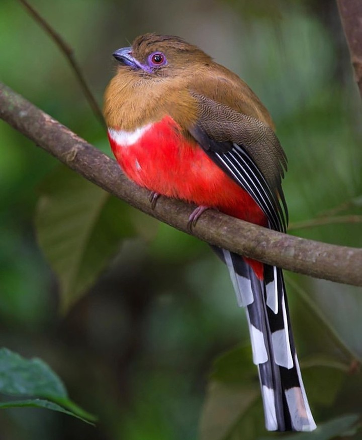 #bird