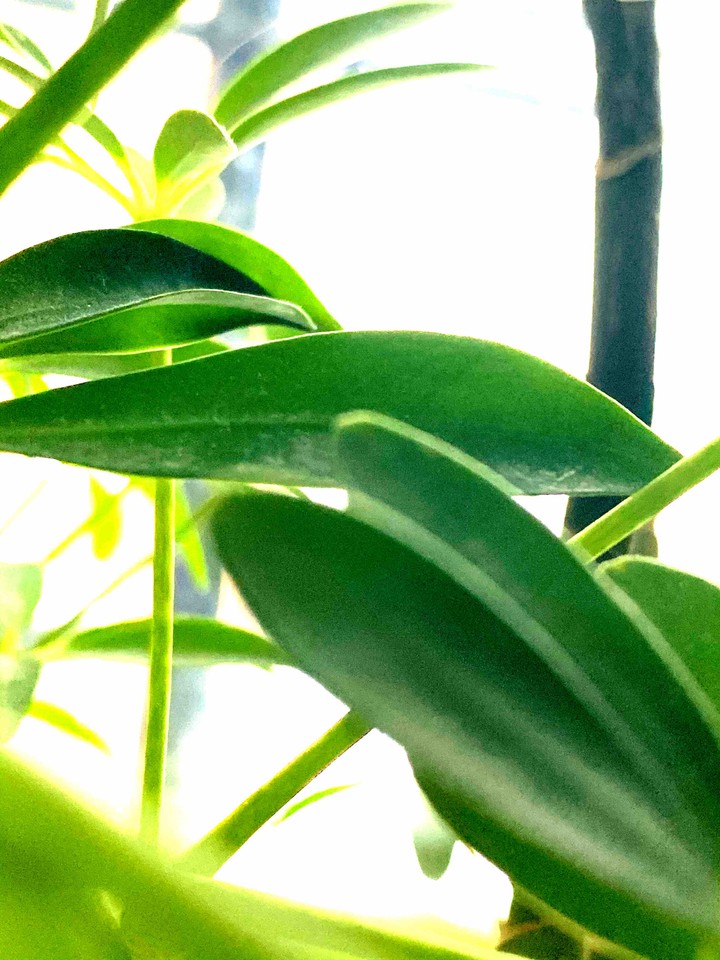 Green forest