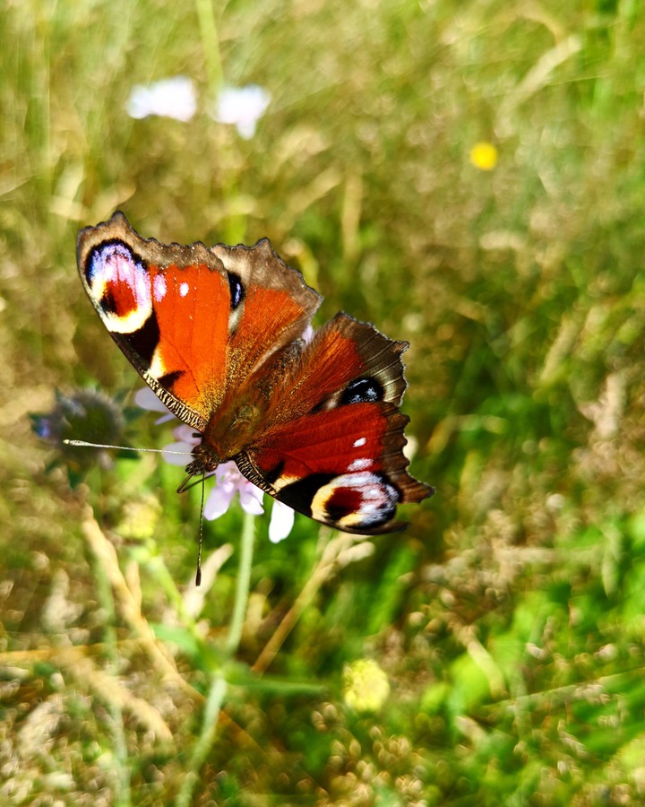 butterfly