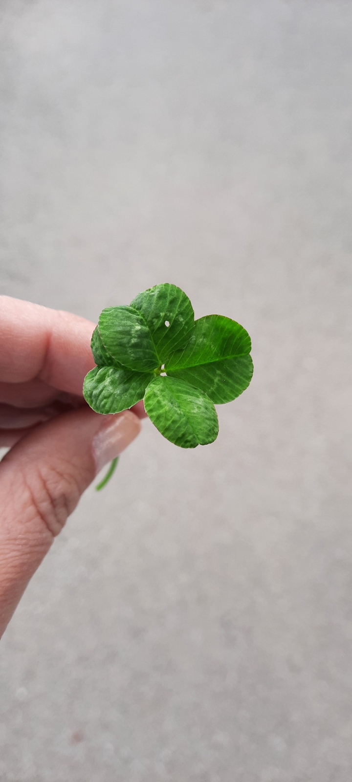Green luck
