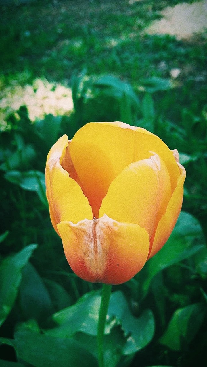 flowet