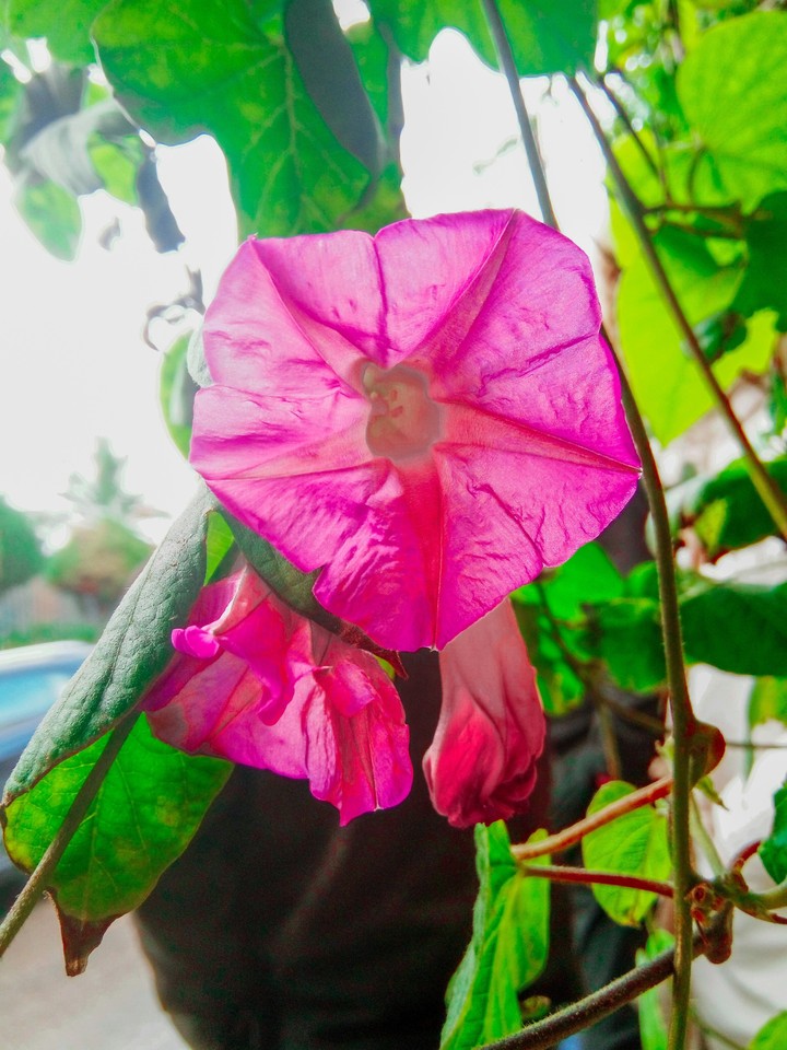 flower