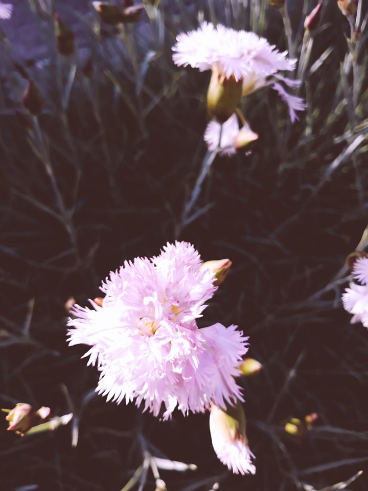 blooming