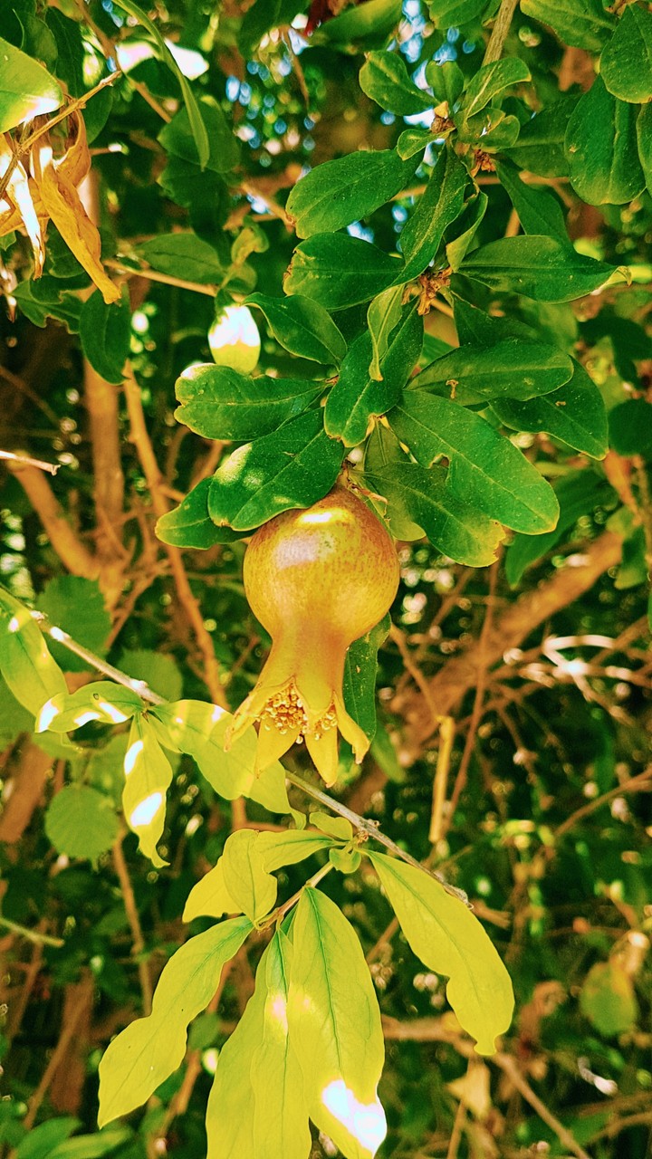Pomegranate