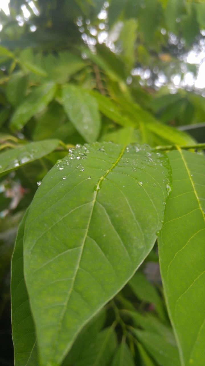 daun