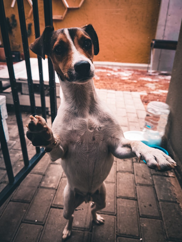 Dogs are the cutest.