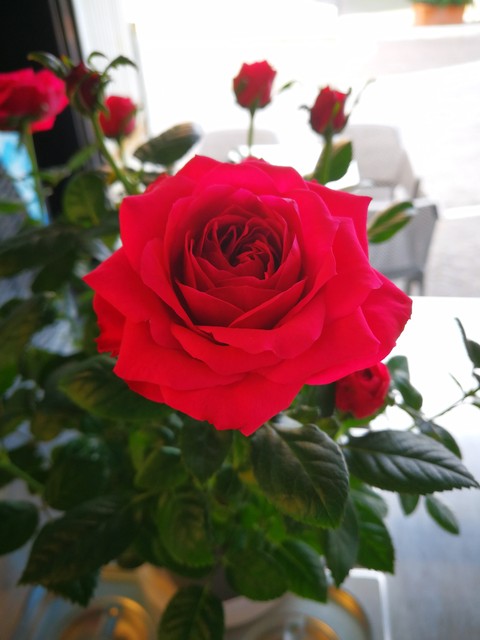 rose