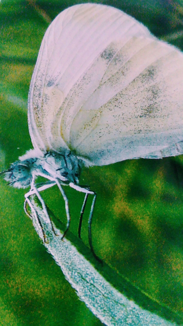 butterfly