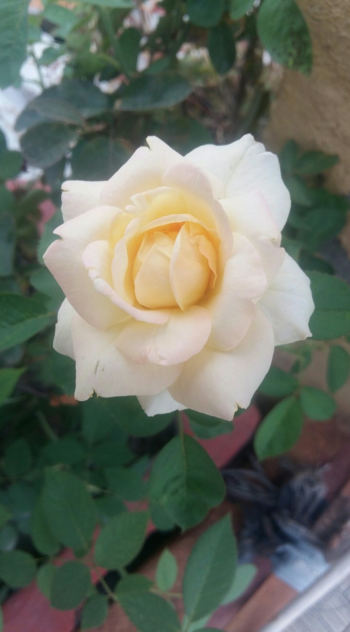 Yellow Rose