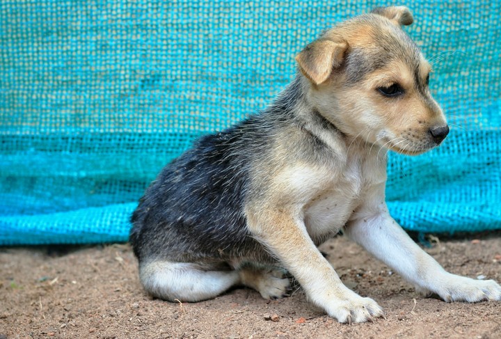pup2