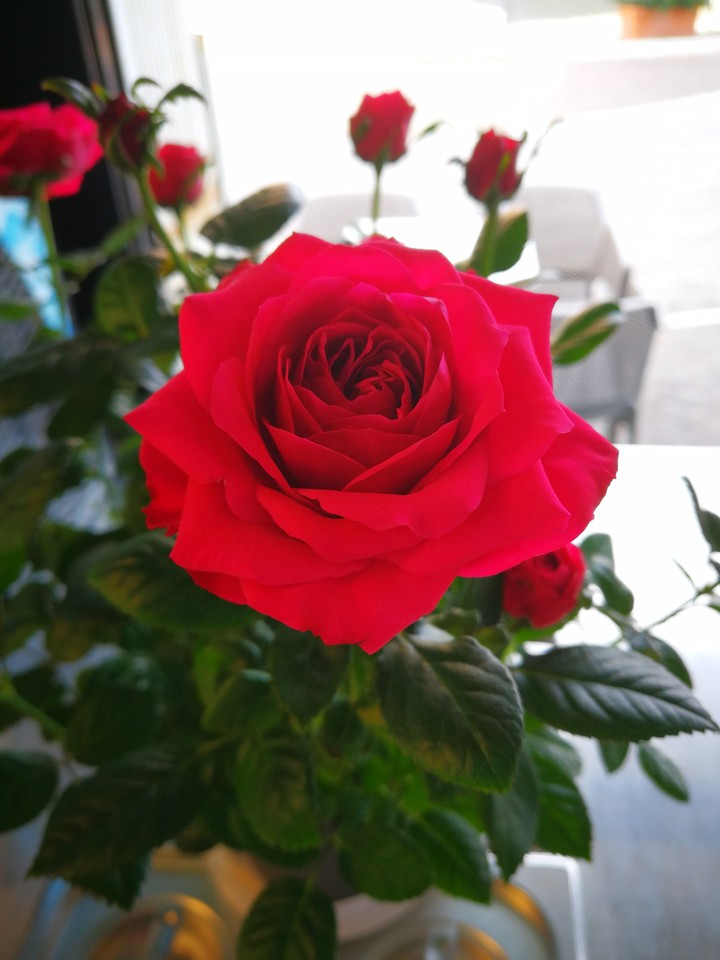 rose