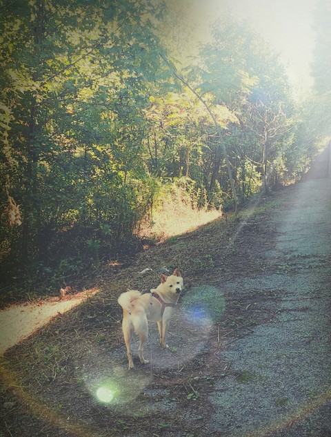 Morning Walk