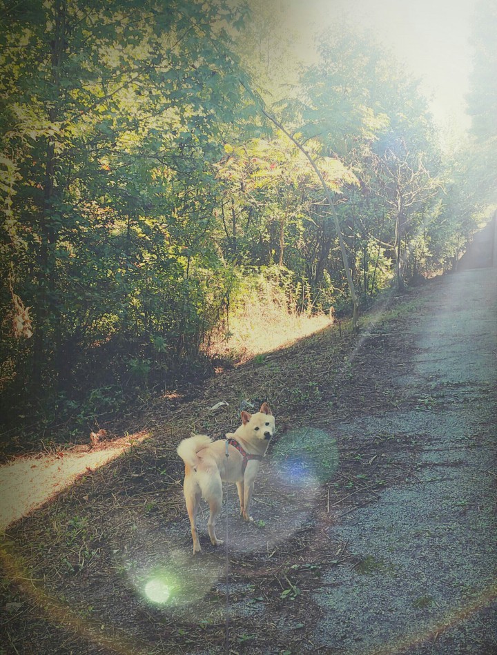 Morning Walk