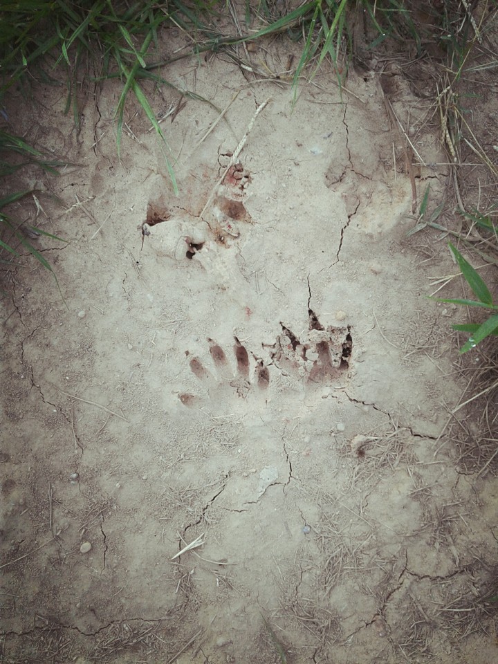 WolfPaws