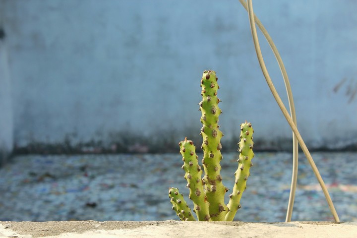 Cactus