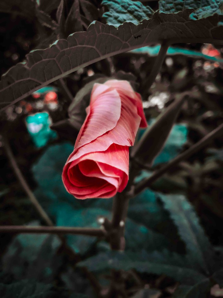 the garden