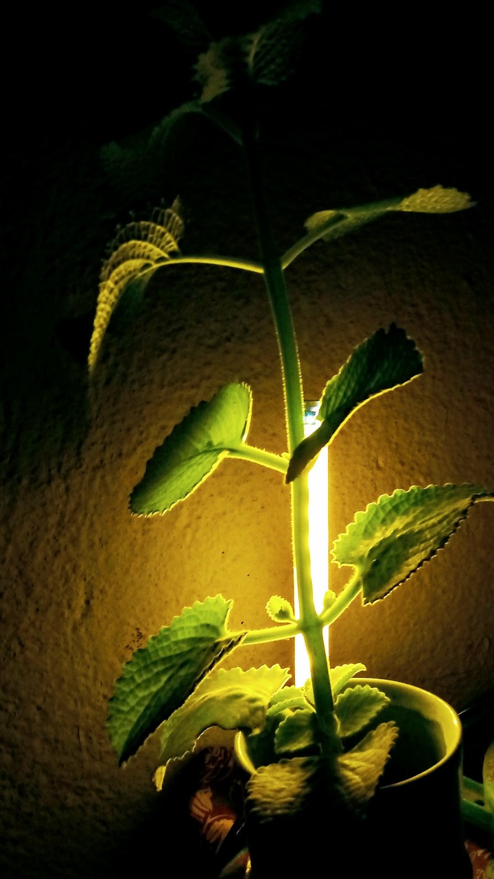 lighted plant at night