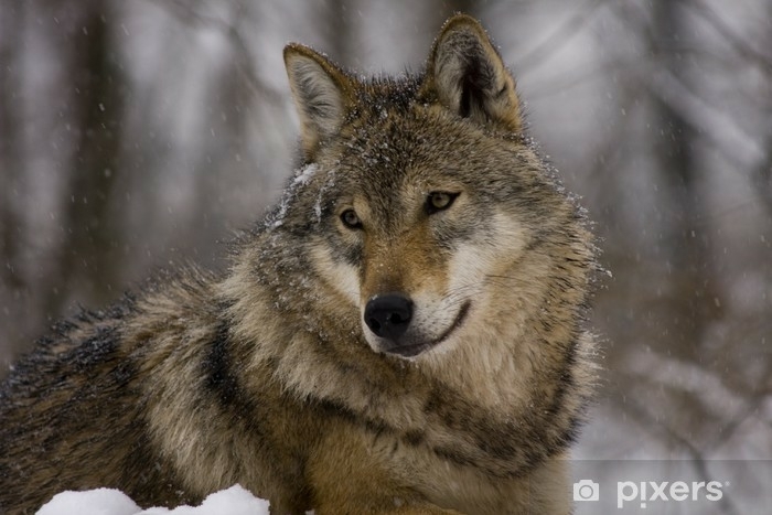 wolf