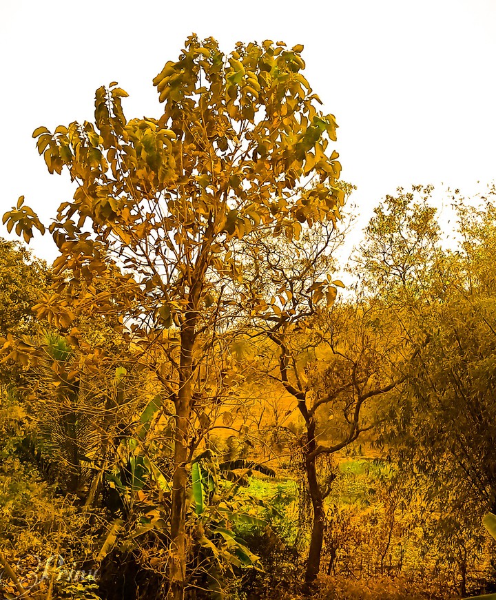 Nature