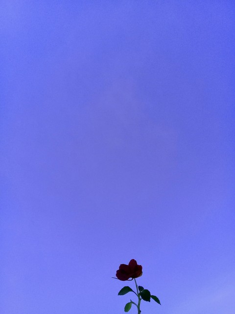 purple