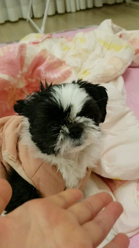 강아지