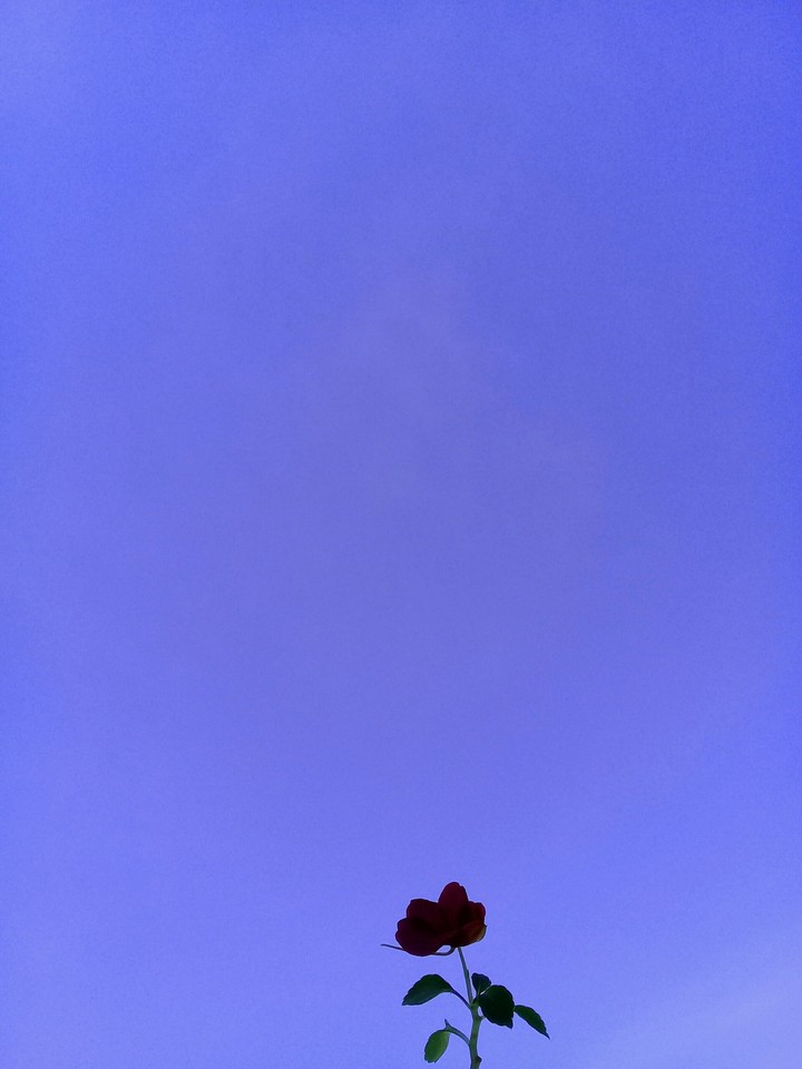 purple