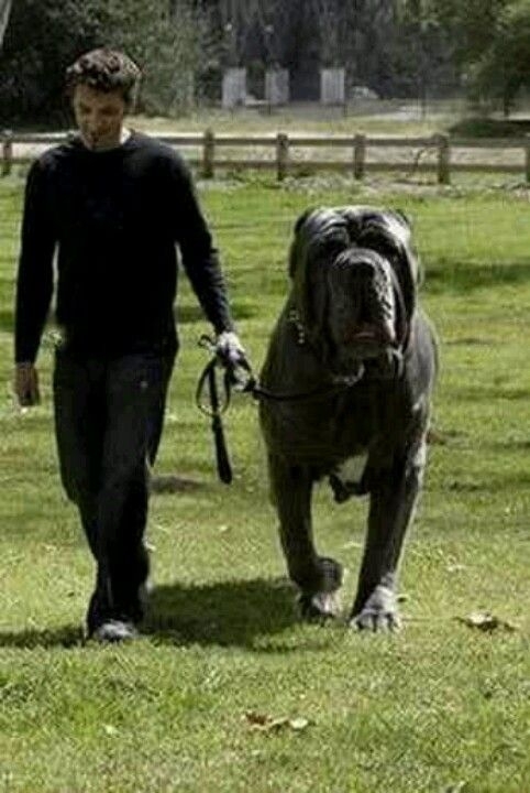 Massive Dog breed named Zeus