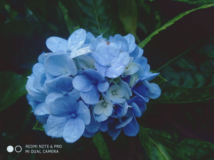 blue