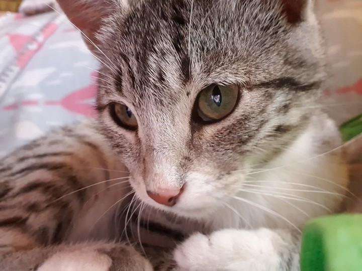 gato