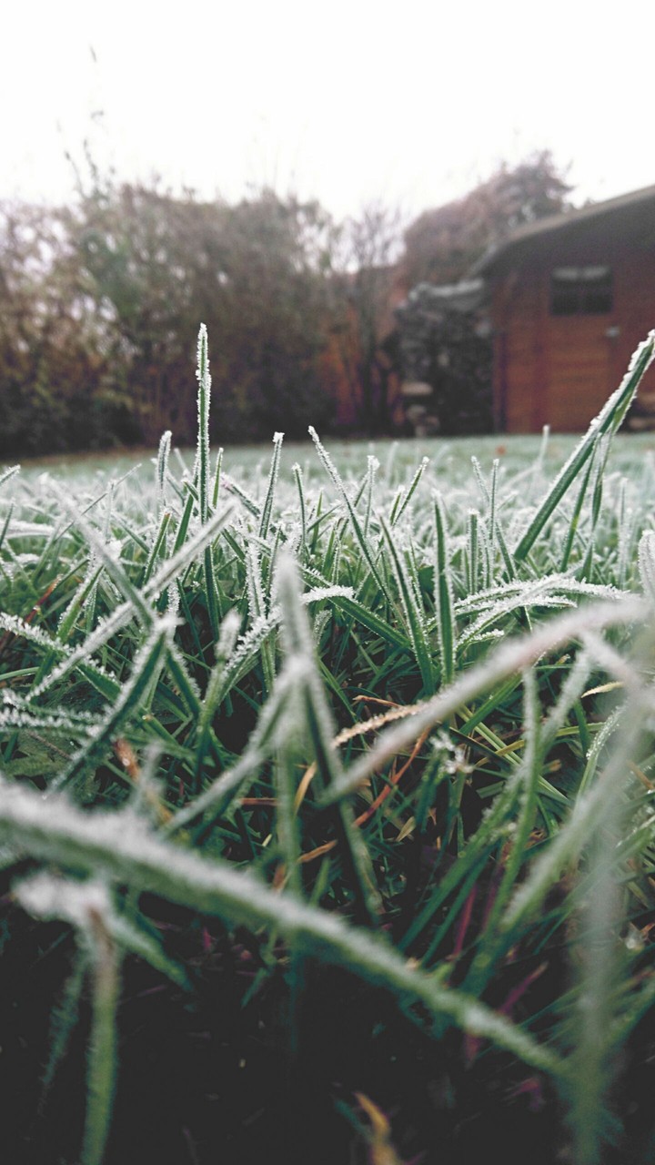 frozen grass