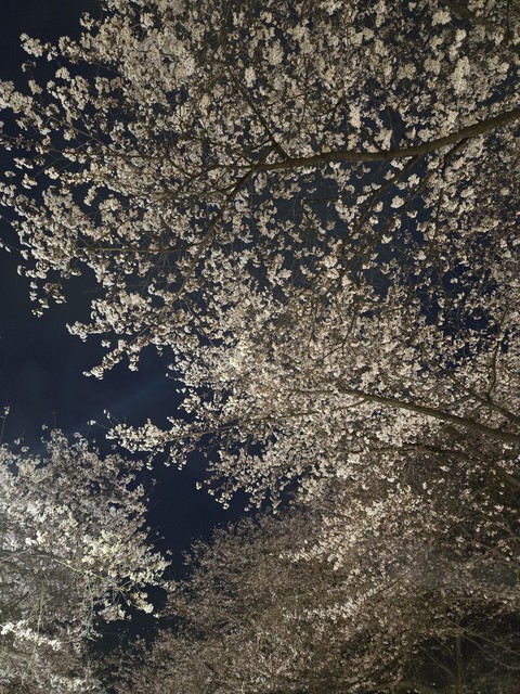 обои twig, branch