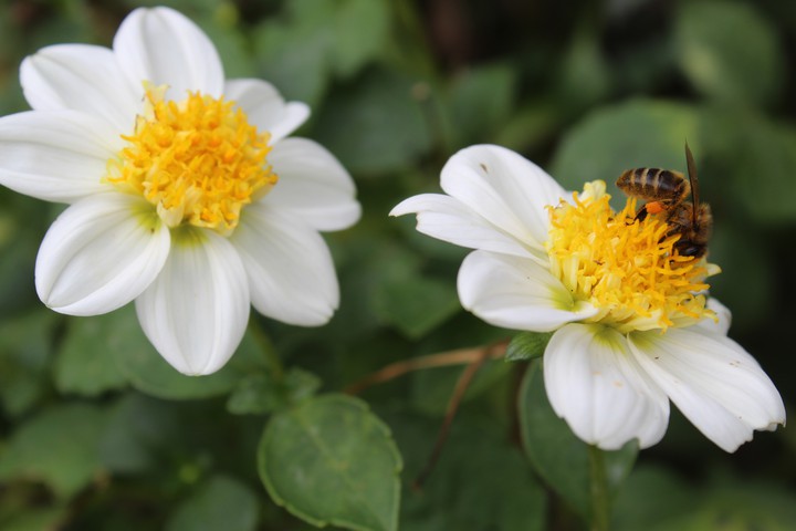 little flowers