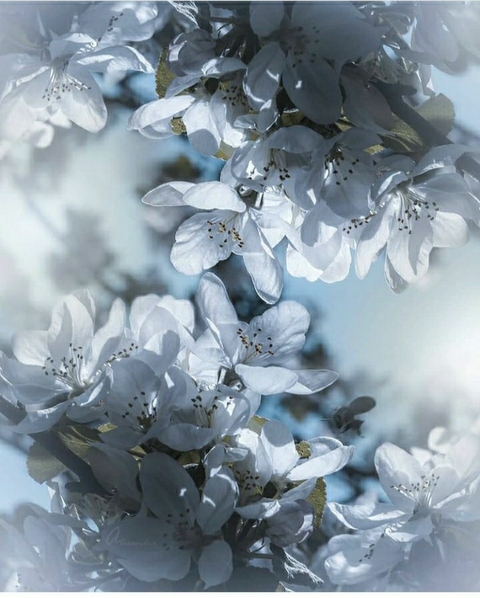 freezing, flora duvar kağıtları
