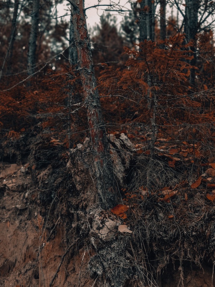 nature