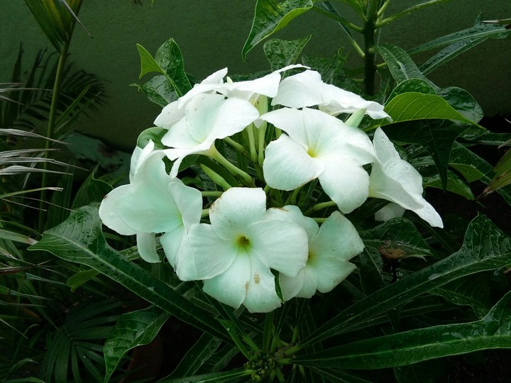 flowers
