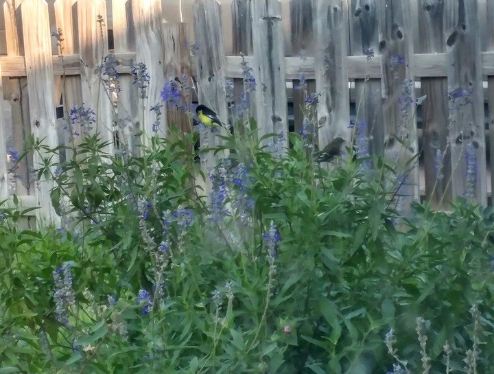 Finches