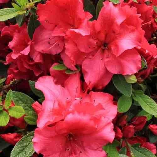 Azaleas ?