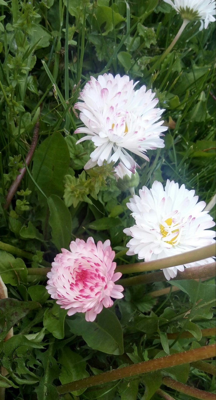 Flowers