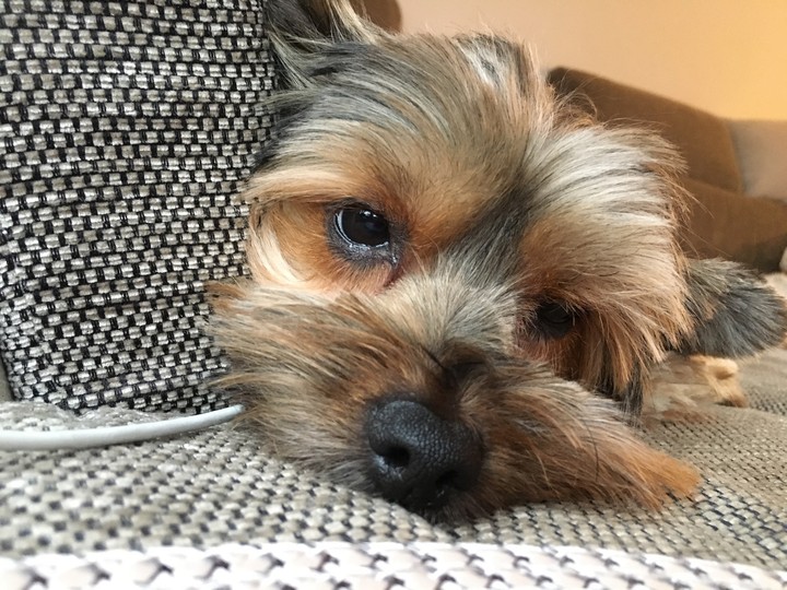 My Dog Elvis