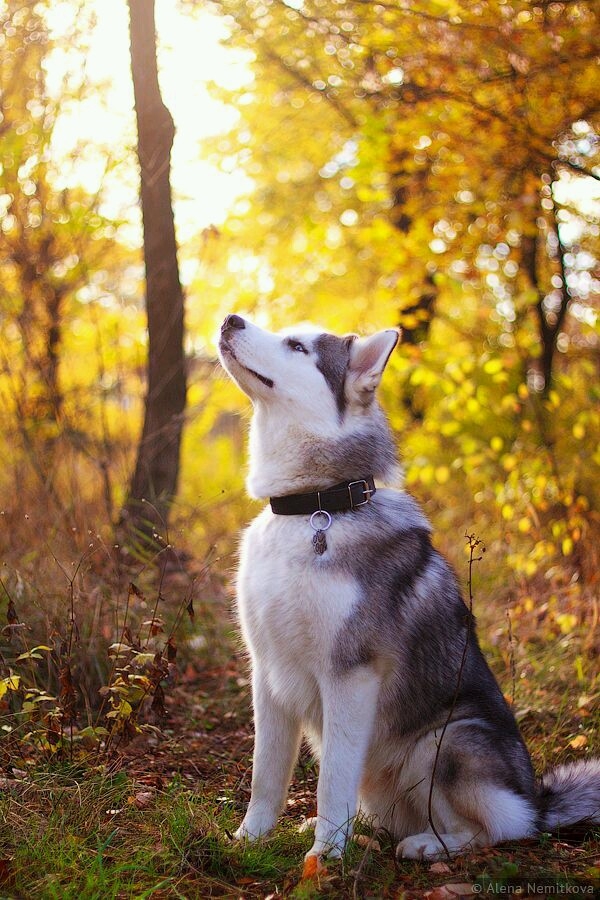 Husky