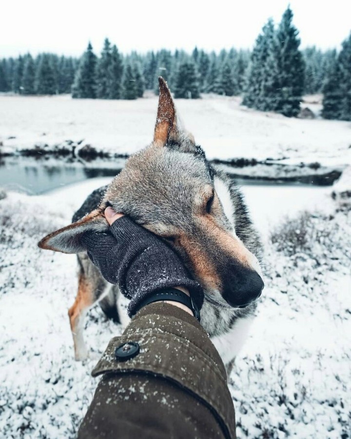 love dog