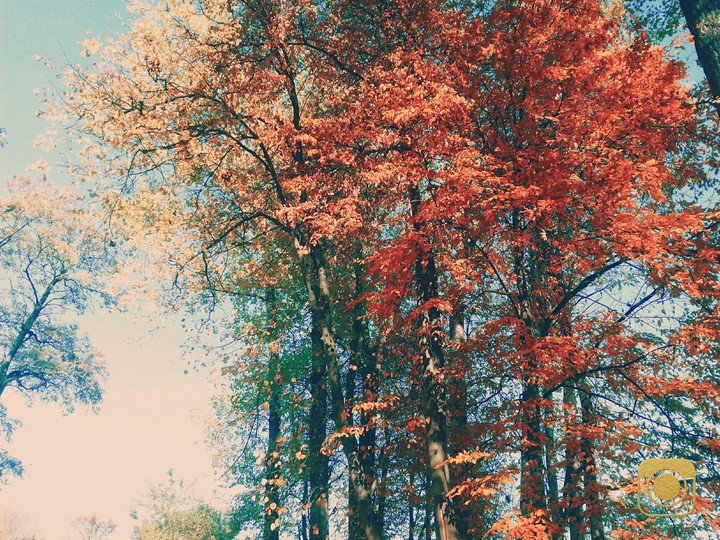 autumn in the park