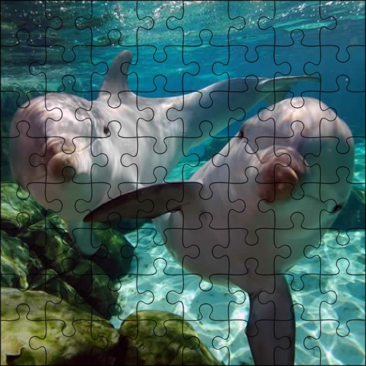 delfines