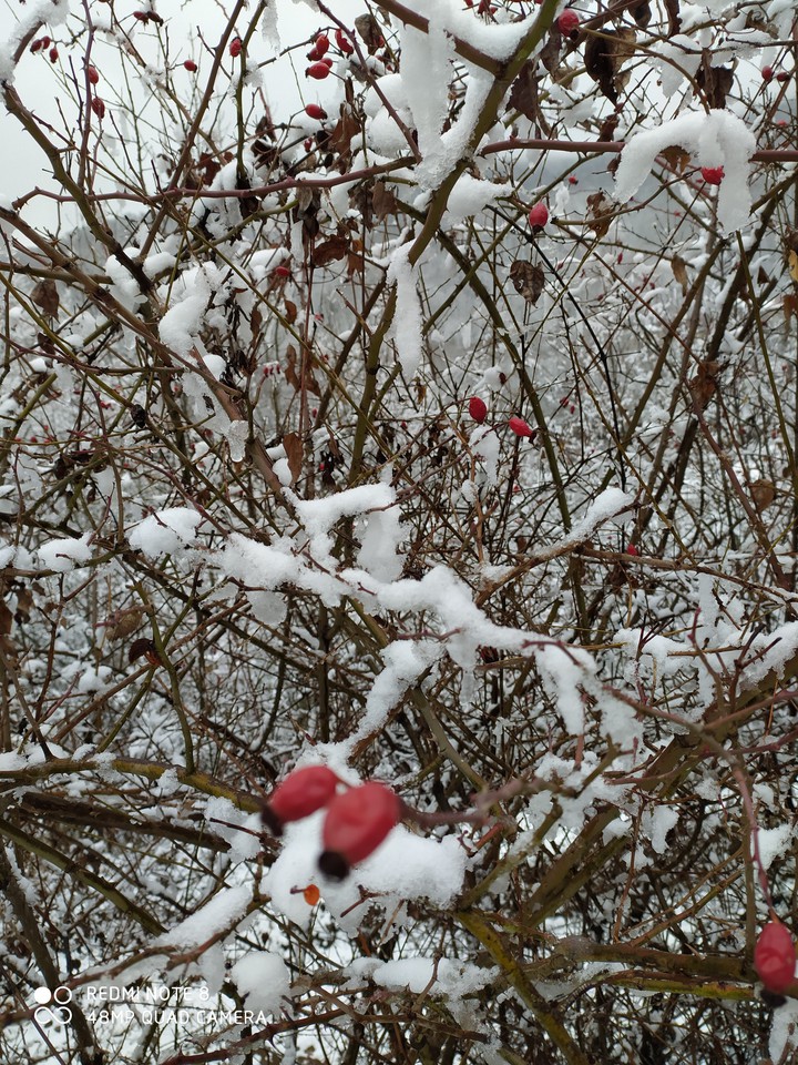 Quba 03.01.20