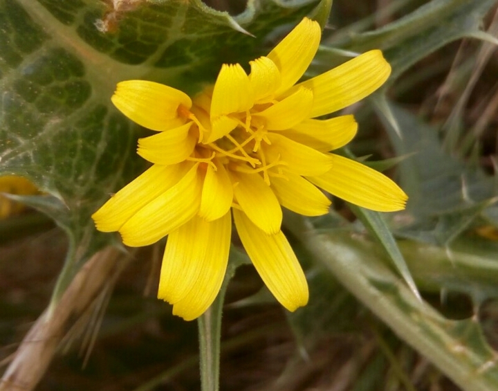 flower jeun