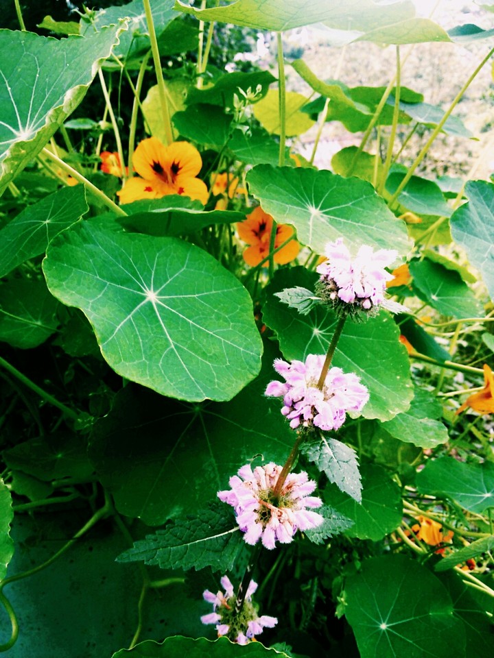 summer