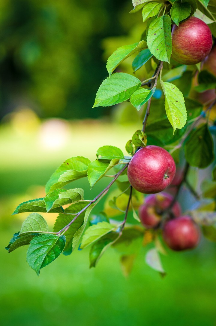 APPLES ON THE BRANCH